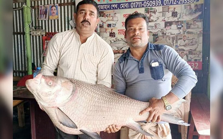 এক কাতল মাছ বিক্রি হলো ৫২ হাজার টাকায়