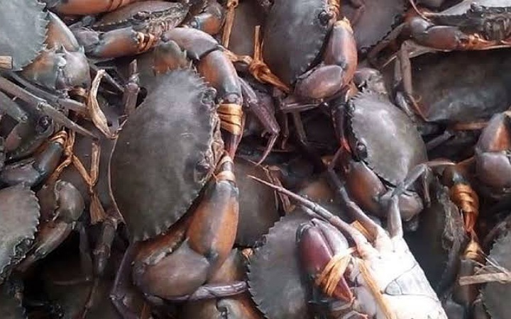 ২ মাস পরে সুন্দরবনে কাঁকড়া আহরণে নিষেধাজ্ঞা উঠেছে