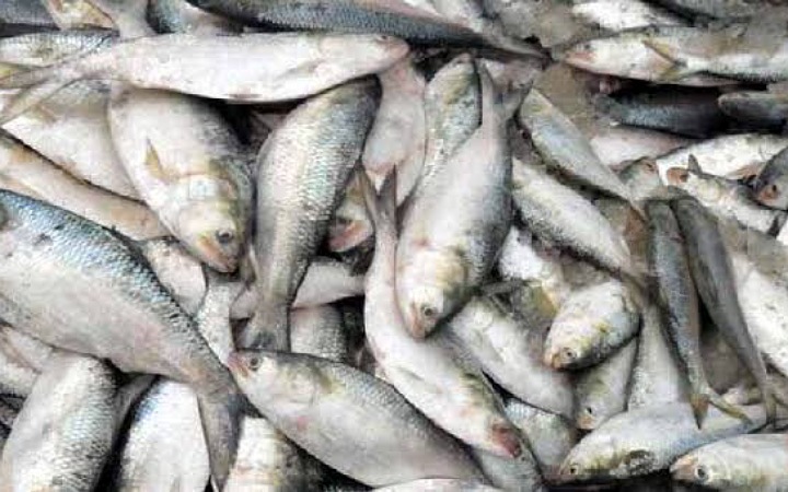 নিয়মনীতি না মেনেই মুন্সিগঞ্জে বিক্রি হচ্ছে জাটকা ইলিশ