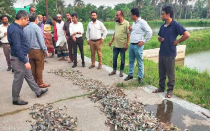 ডুমুরিয়ায় ৫০০ কেজি চিংড়ি জব্দ