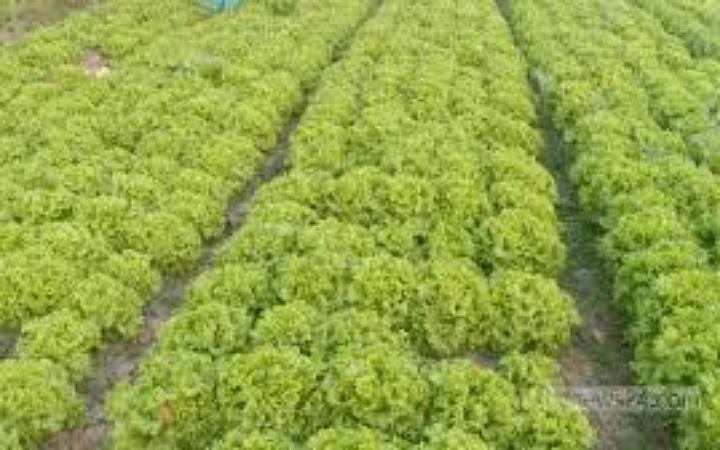 লেটুস পাতার উপকারিতা