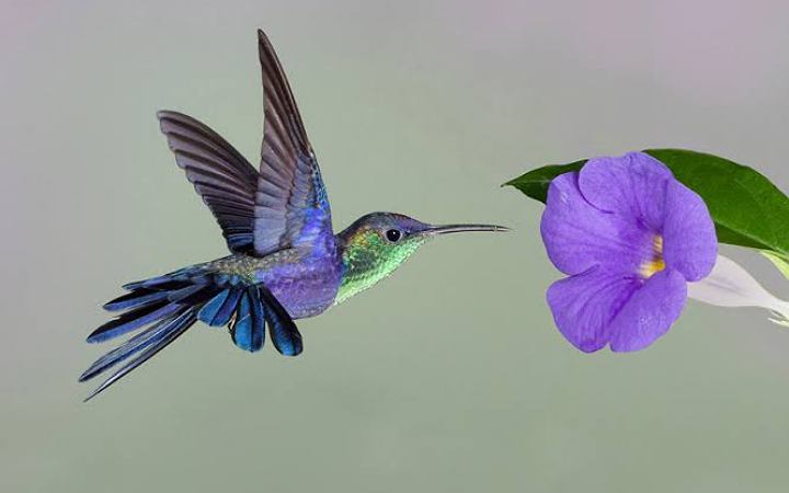 এবার জানা গেল হামিংবার্ডের ওড়ার কৌশল