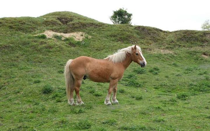 ঘোড়া শুধু দাড়িয়ে ঘুমাই না