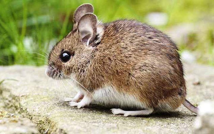 ইঁদুরও কল্পনা করতে পারে মানুষের মত