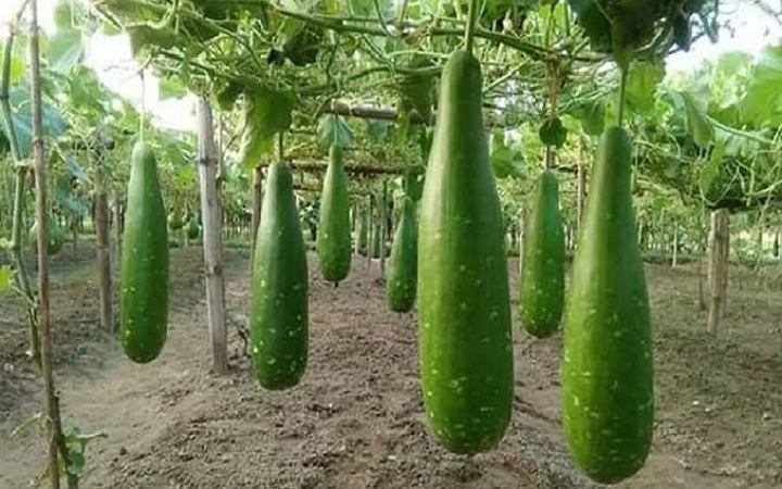 লাউ খাওয়ার উপকারিতা