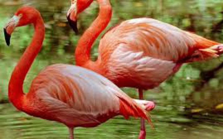 মুম্বাইয়ে প্লেনের ধাক্কায় ৪০ ফ্লেমিঙ্গোর মৃত্যু