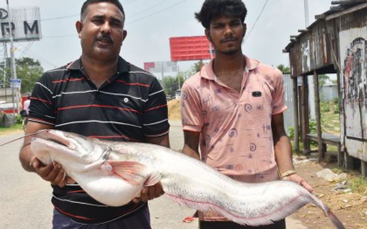 এক বোয়ালের দাম ২৩ হাজার টাকা