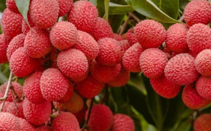 লিচুর খোসা দিয়ে ত্বকের যত্ন নিয়ার উপায়