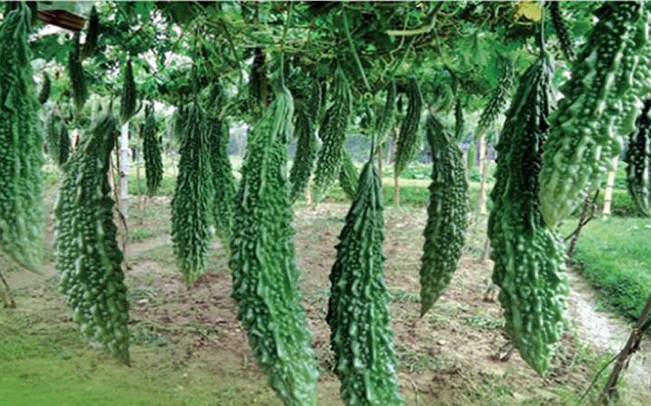 গরমে করলার খাওয়ার উপকারিতা