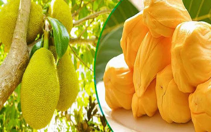 ডাইবেটিস রোগীদের কাঁঠাল খাওয়ার নিয়ম