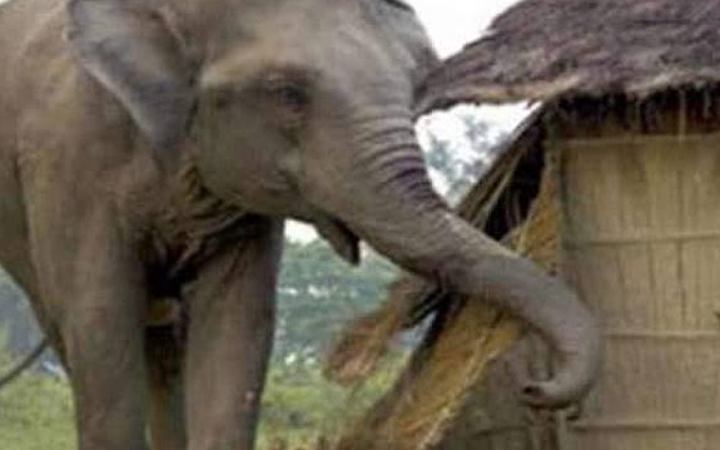 শেরপুর সীমান্তে বন্যহাতির তাণ্ডব