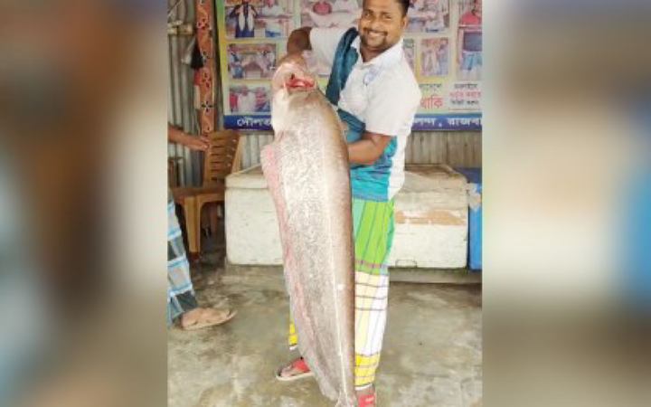 জেলের বড়শিতে ধরা পড়ল ১৩ কেজির বোয়াল