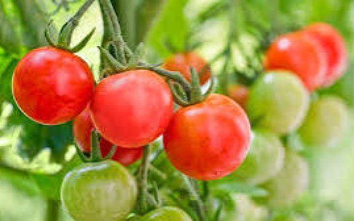 বাংলাদেশে টমেটো রপ্তানিতে ধস, কাঁদছেন ভারতীয় চাষিরা