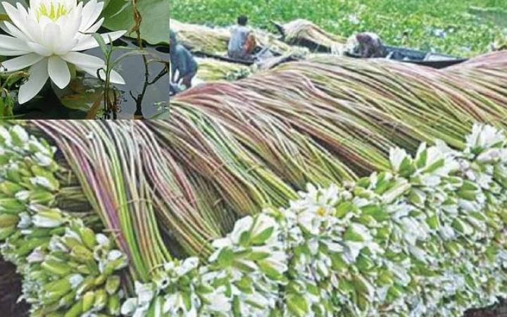 শাপলা খাওয়ার উপকারিতা