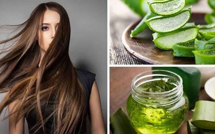 চুলের যত্নে অ্যালোভেরার ব্যবহার