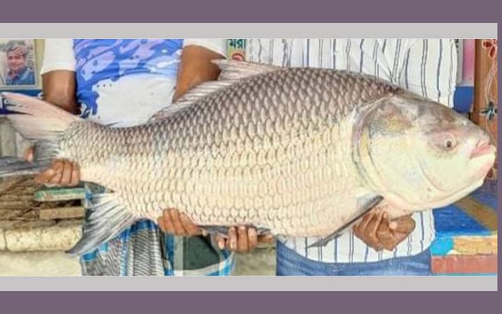 পদ্মার ২২ কেজি ওজনের এক কাতলা ৩৯,৬০০ টাকায় বিক্রি
