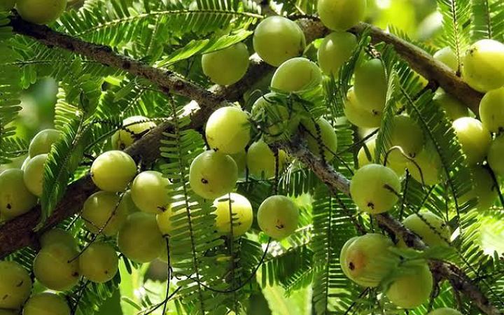 আমলকি খাওয়ার উপকারিতা