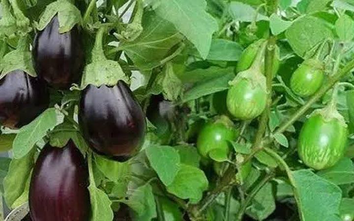 জেনে নিন বেগুের গুনাগুন