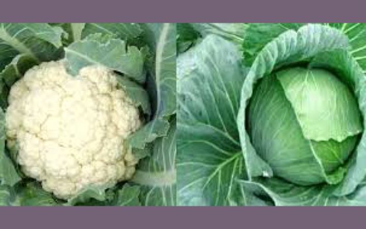 শীতে ফুলকপি নাকি বাঁধাকপি কোনটি স্বাস্থ্যের জন্য বেশি ভালো?