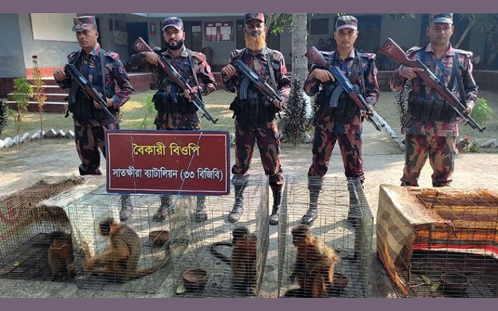 ভারতে হনুমান পাচারকালে সাতক্ষীরা সীমান্ত থেকে উদ্ধার