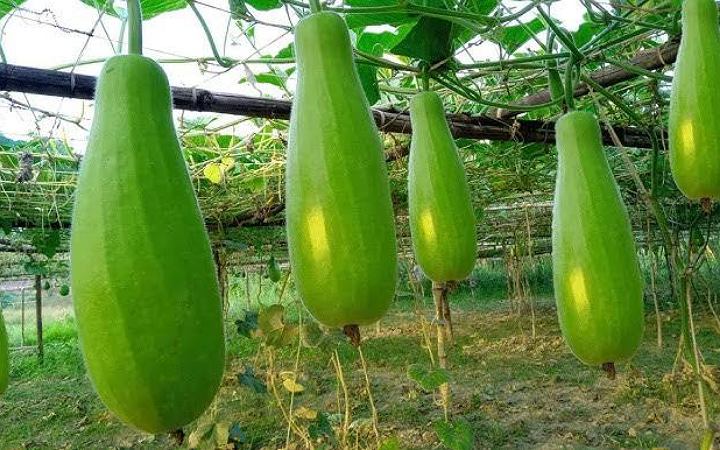 জেনে নিন ব্লাড সুগার নিয়ন্ত্রণে রাখবে যে সবজি