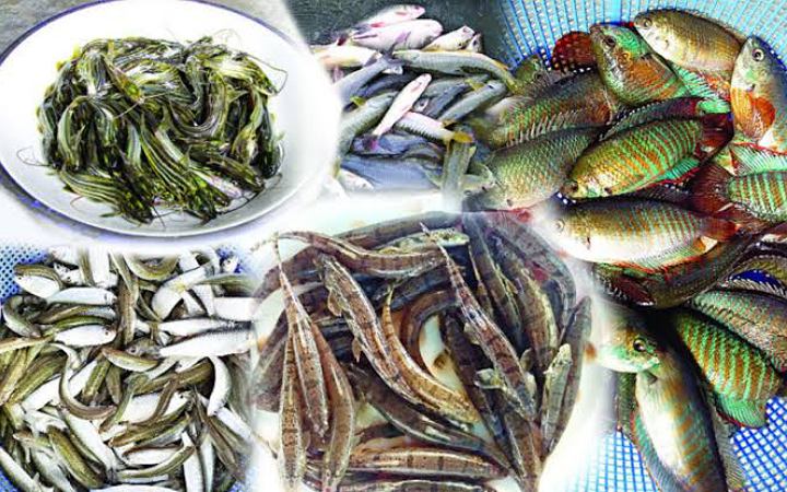 জেনে নিন যে সকল মাছ কোলেস্টেরল নিয়ন্ত্রণে রাখে