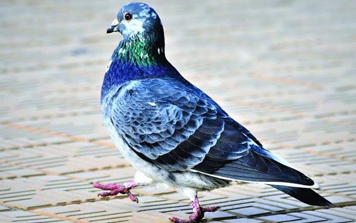 কবুতরের বিষ্ঠা হতে যেসব রোগ ছড়াতে পারে