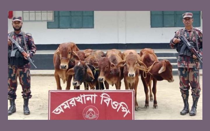পঞ্চগড় সীমান্ত থেকে ৬ ভারতীয় গরু আটক