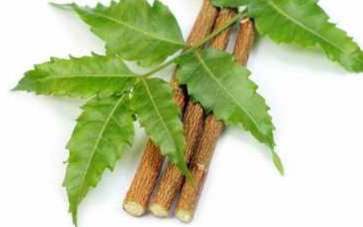 জেনে নিন নিমকাঠি দিয়ে দাঁত মাজার উপকারিতা