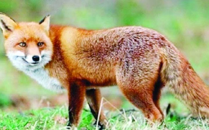 দিনাজপুরে শিয়ালের কামড়ে আহত ২