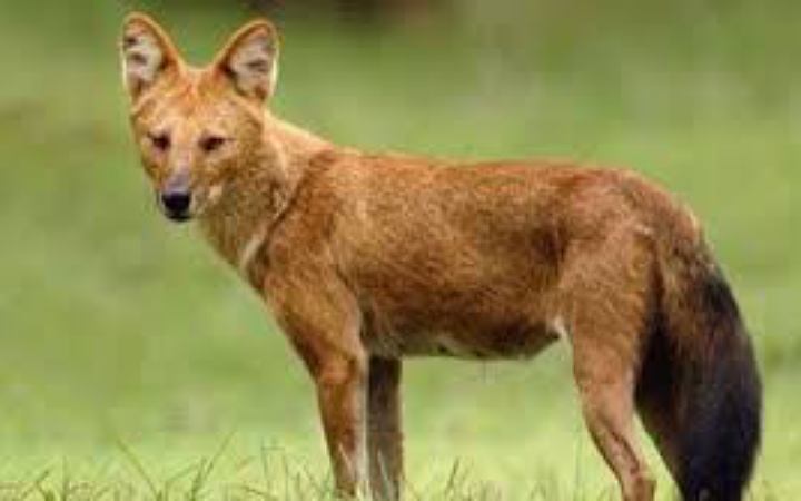 ঠাকুরগাঁওয়ে শিয়ালের কামড়ে আহত ২১ জন