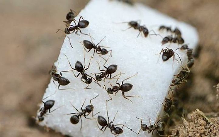 জেনে নিন রান্নাঘর থেকে পিঁপড়া দূর করার উপায়