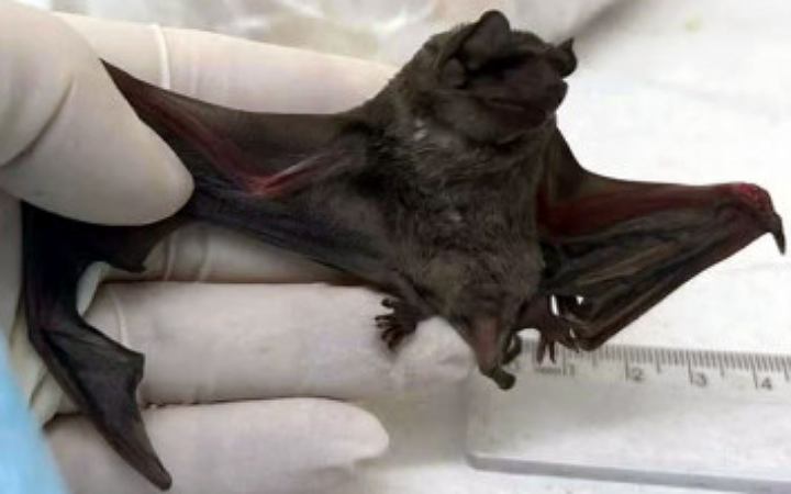 ব্রাজিলে নতুন করোনাভাইরাস শনাক্ত বাদুড়ের শরীরে