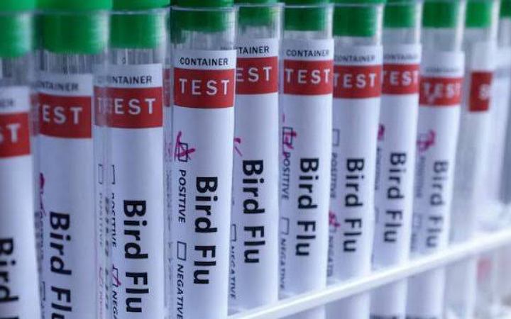 এবার ব্রিটেনে প্রথমবারের মতো ভেড়ার দেহে বার্ড ফ্লু ভাইরাস শনাক্ত