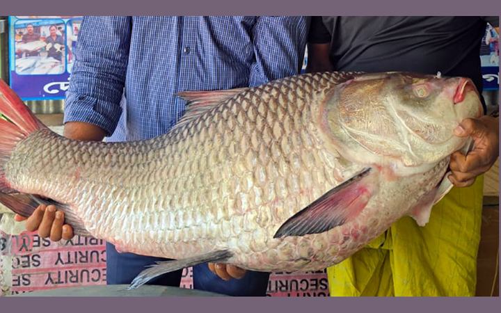 রাজবাড়ীতে এক কাতলার ওজন ২৮ কেজি বিক্রি ৭০ হাজার