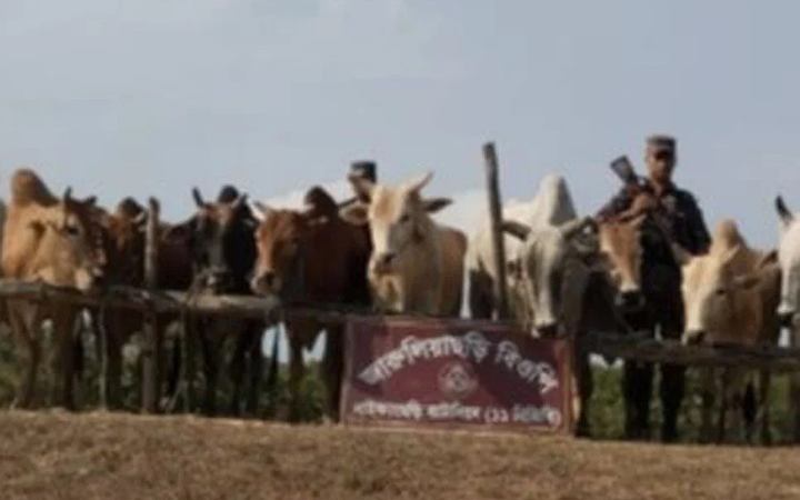 মিয়ানমার সীমান্তে বিজিবি'র অভিযানে ২০ বার্মিজ গরু জব্দ