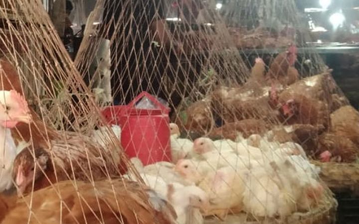 বাজারে ব্রয়লার মুরগি, ডিমের দামে স্বস্তি