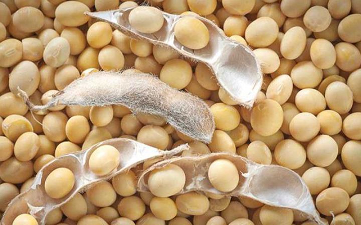 এবার যুক্তরাষ্ট্র থেকে বেড়েছে চীনের সয়াবিন আমদানি