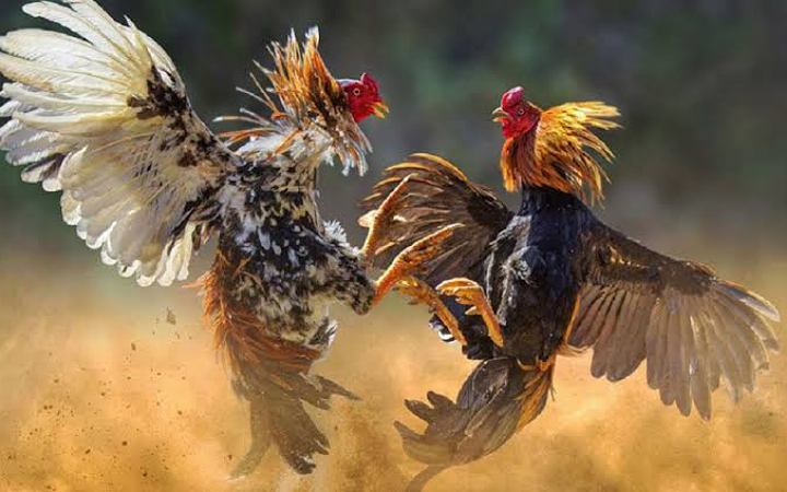 ইকুয়েডরে মোরগ লড়াইয়ে বন্দুকধারীদের গুলিতে ১২ জন নিহত