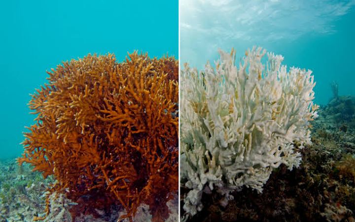 বৈশ্বিক উষ্ণায়নের প্রভাবে রং হারিয়ে ঝুঁকিতে বিশ্বের অধিকাংশ প্রবালপ্রাচীর