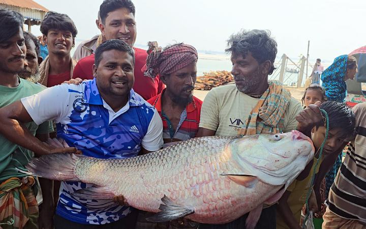 পদ্মায় জেলের জালে ধরা পড়লো ২৮ কেজি ওজনের কাতল