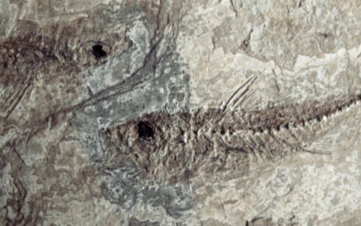 ৪০ কোটি বছর আগের মাছের রহস্যভেদ করলেন চীনা বিজ্ঞানীরা