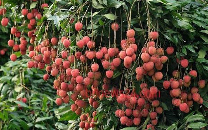 ঝিনাইদহে লিচু গাছ থেকে পড়ে শ্রমিকের মৃত্যু