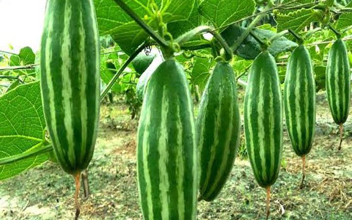 জেনে নিন পটলের গুনাগুন