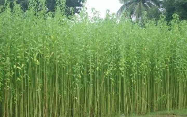 জামালপুরে পাটখেত থেকে দগ্ধ নারীর লাশ উদ্ধার