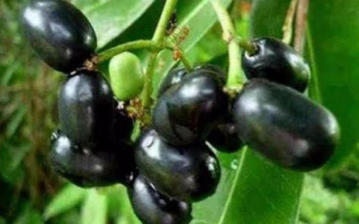 জেনে নিন জামের উপকারিতা সম্পর্কে