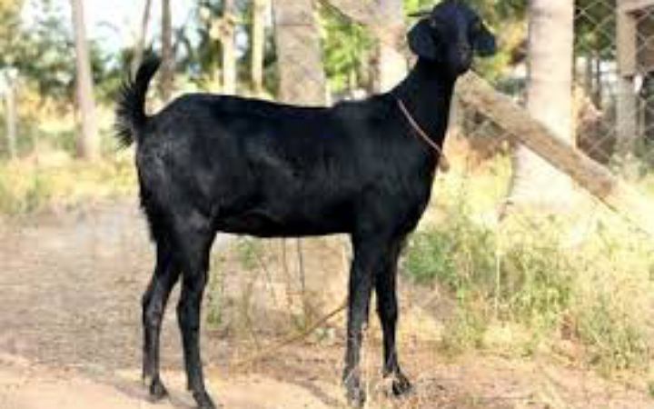 খাসির মাংসে পশম সহজেই পরিষ্কার করার উপায়