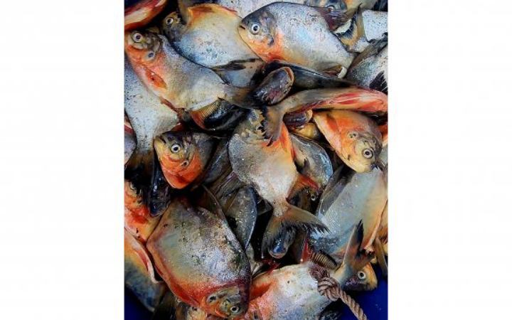 নাসিরনগরে নিষিদ্ধ পিরানহা মাছ জব্দ