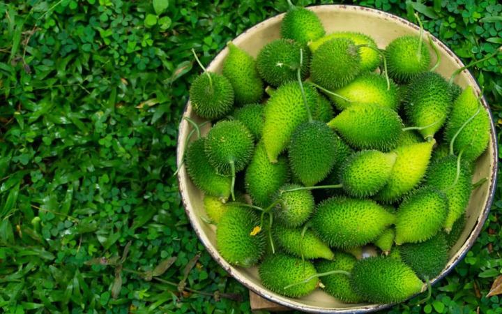 জেনে নিন কাঁকরোল খাওয়ার উপকারিতা