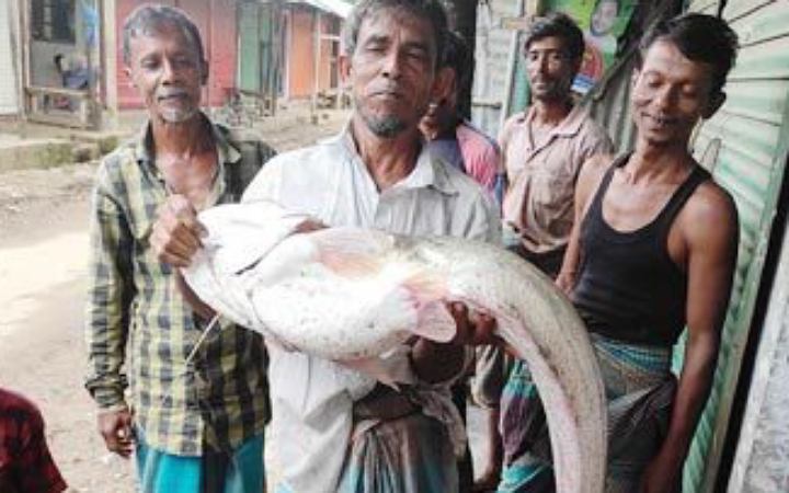 ফেনী নদীতে বড়শিতে ধরা পড়েছে ১২ কেজি ওজনের বোয়াল